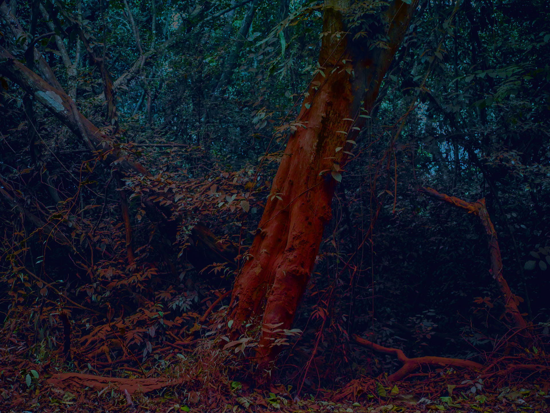 RED FOREST 1