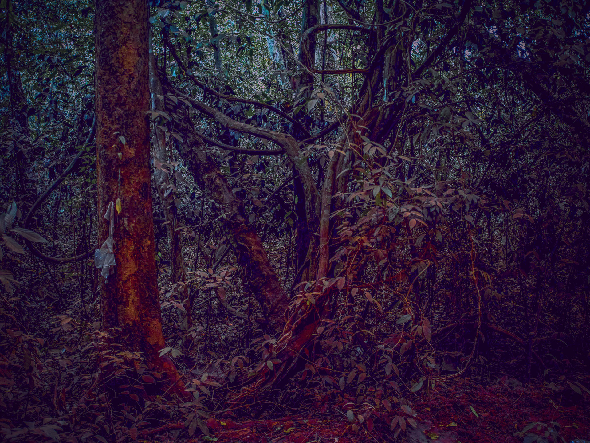 RED FOREST SIGMA 3