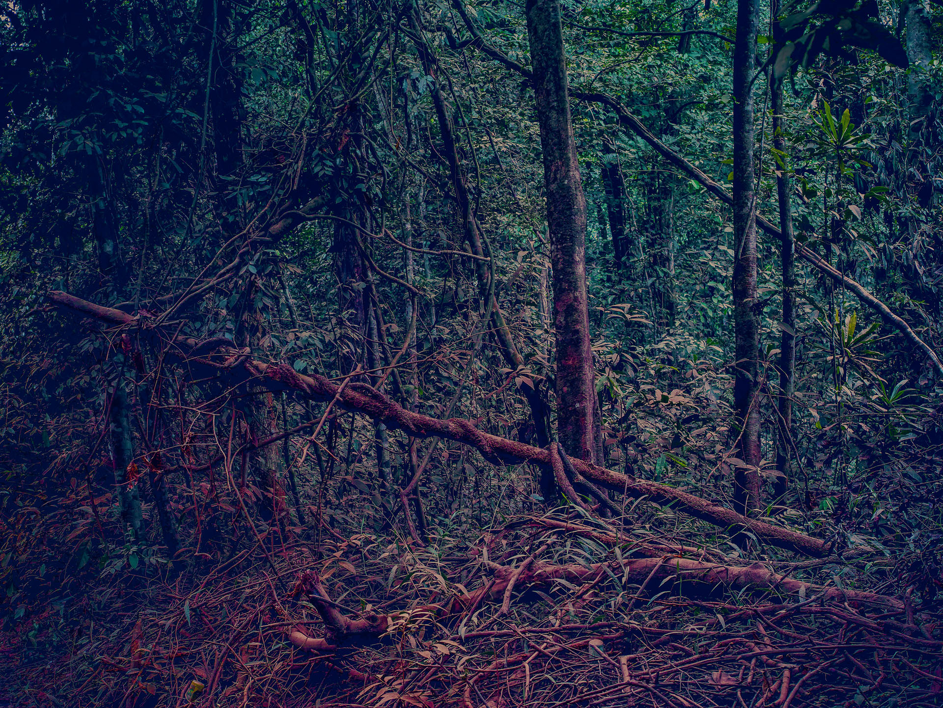 RED FOREST SIGMA 5