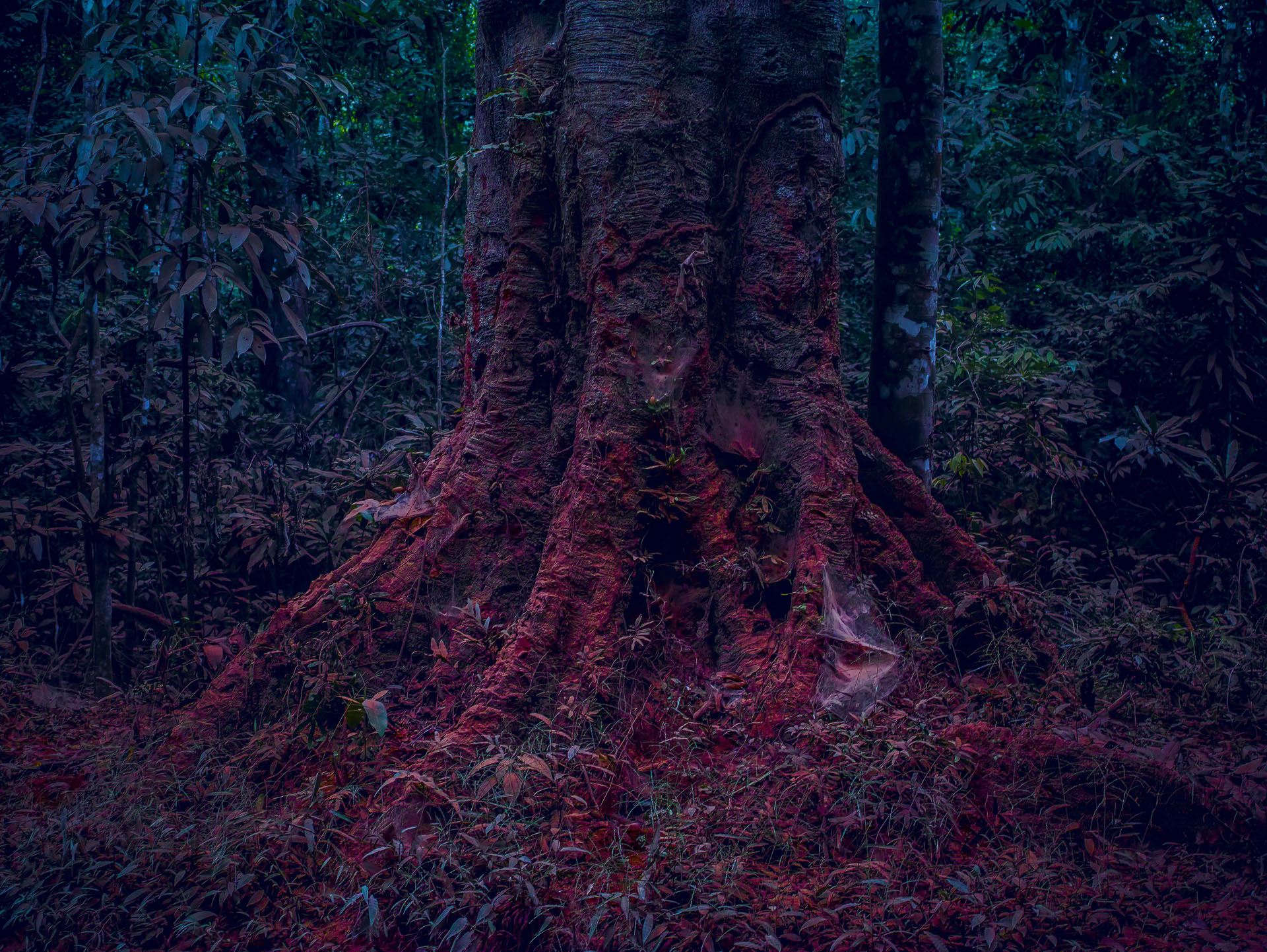 RED FOREST SIGMA 8